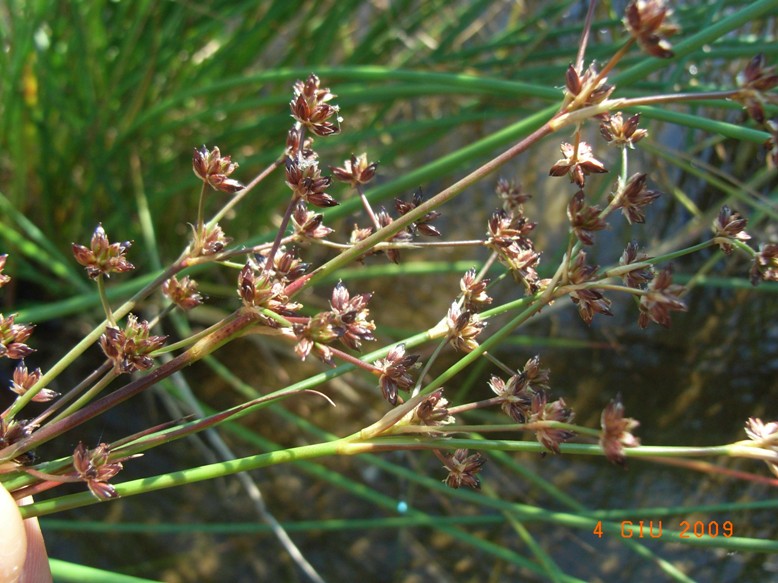 Juncus articulatus